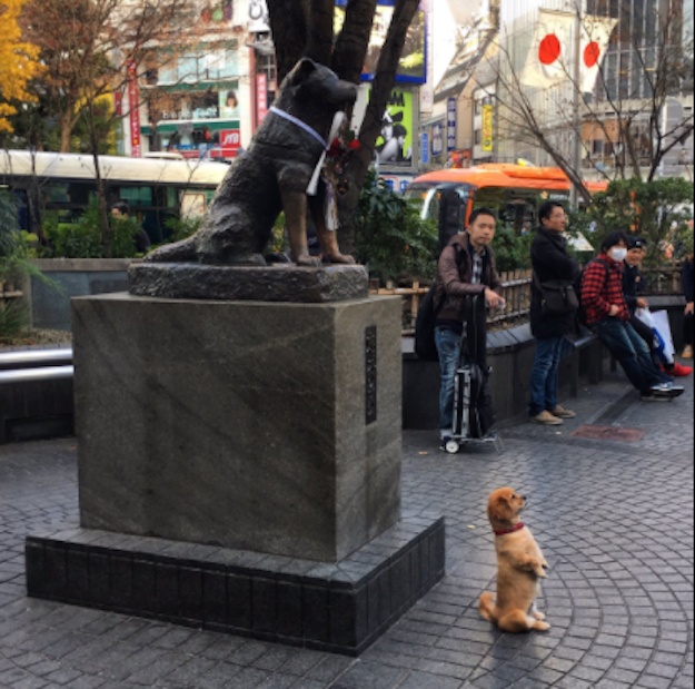 An adorably photogenic puppy is spreading cheer to many on Twitter after a girl captured him posing for his owner in front of a statue of a famous Japanese dog.