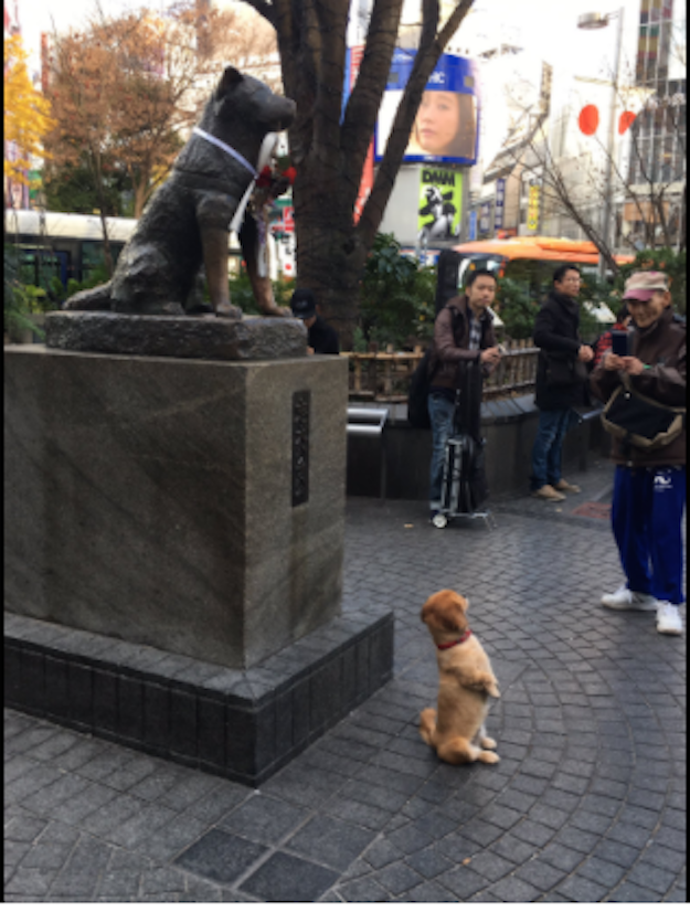 Ochoa said she was walking out of a nearby department store when he spotted the dog. His owner, featured on the right, was snapping photos.