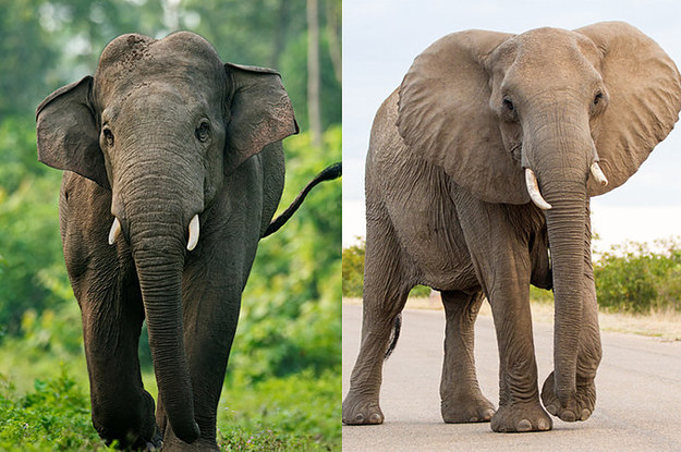 Can You Tell These Commonly Confused Animals Apart?