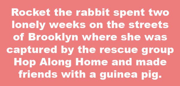 Can You Pass This Comma Quiz