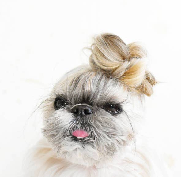 This Dog's Hair Is Honestly Better Than Mine