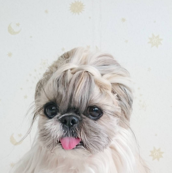 This lil' Shih Tzu-Pekingese mix's beautiful locks rival Blake Lively's and Connie Britton's.