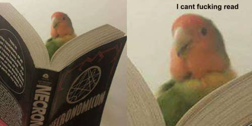 26 Jokes That Will Make You Seriously Reconsider Your Stance On Birds