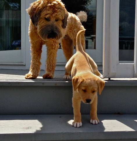 A puppy between two steps on a staircase as a larger dog watched above him