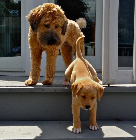 A puppy between two steps on a staircase as a larger dog watched above him