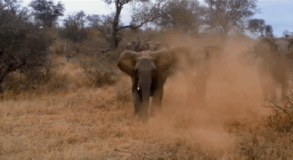 Elephants can live for over 70 years. After those first few years, they can do pretty much do whatever they want. Who’s gonna stop a beast with 40,000 muscles in its trunk alone?