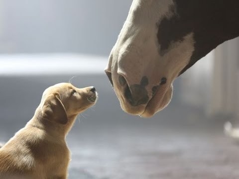 Dude. Those f*kin commercials are hilar bro. You see the doritos one, lmao. And that Budweiser puppy will have you in tears. If you really want your party to be super lit, tell people to shut their mouths when the commercials are on. And when the game is on too. Pretty much no talking and your super bowl party will be the talk of the town.