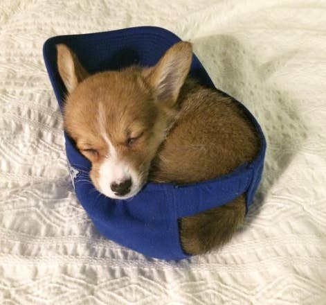 29 Puppies Who Are Far Too Cute For This World