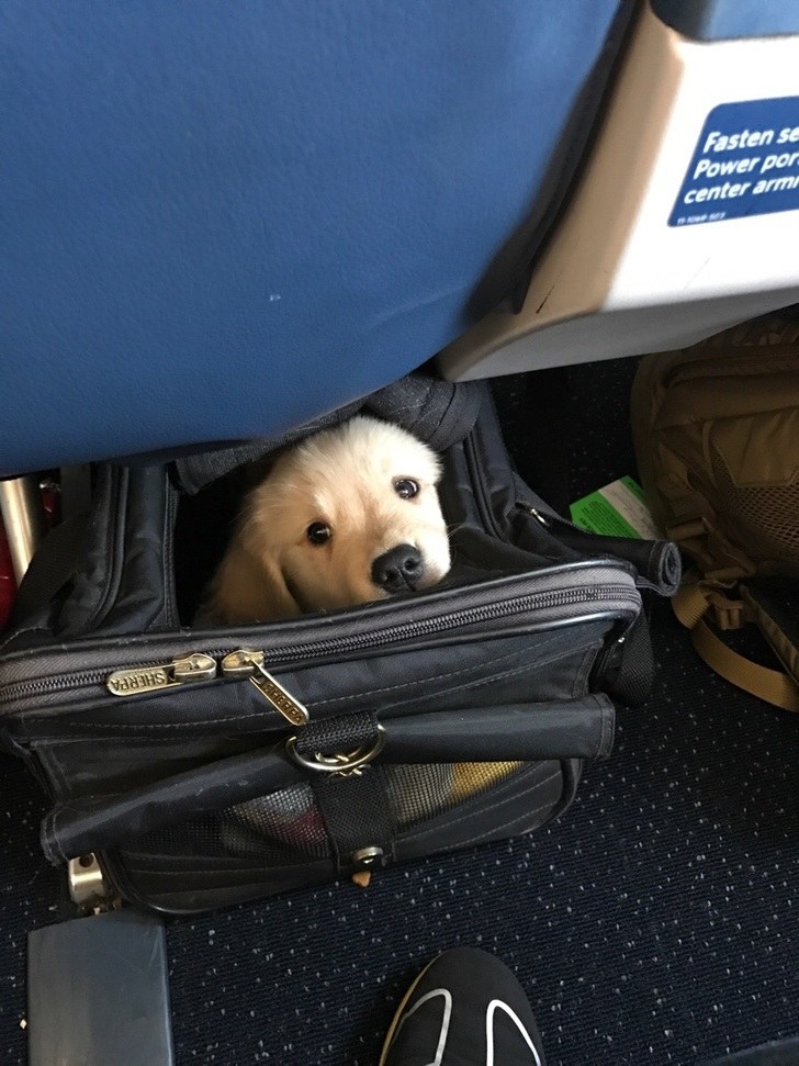 29 Puppies Who Are Far Too Cute For This World