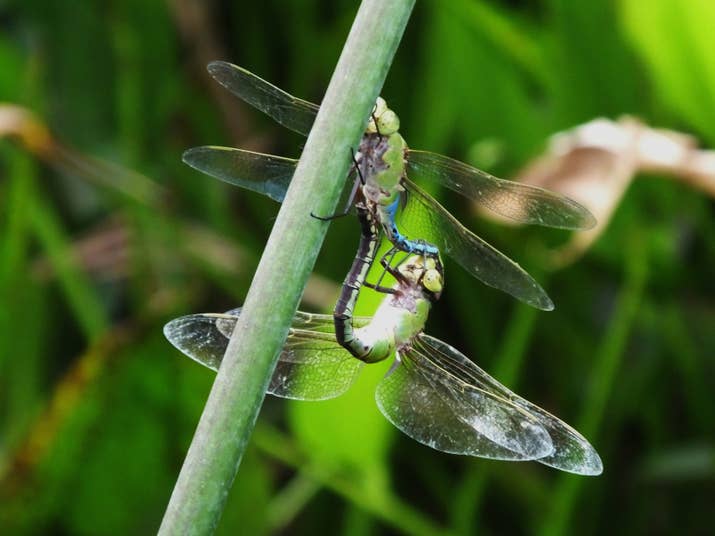 In a report all about dragonfly banging, the dragonfly's genitals are described as 'rigid, spoonlike, and sometimes spiky'.