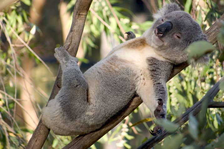 Approximately half of Australia's koala population has a strain of chlamydia. While different to the strain that affects humans, if a koala urinates on a person there's a chance of infection.