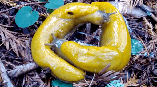 ANNND ALSO after mating, banana slugs will often chew the other's penises off.