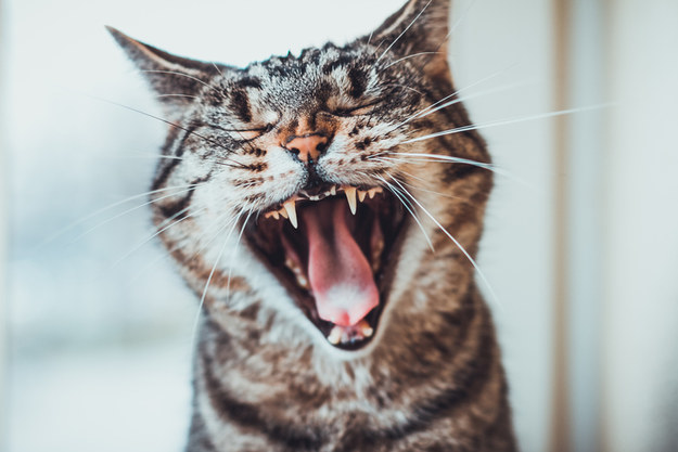A cat that screams like a person!