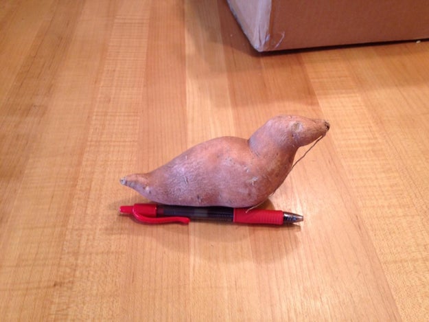 This seal that looks exactly like a sweet potato.