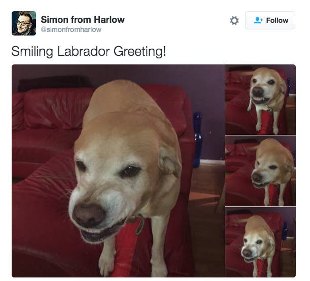 25 Things You Ll Only Understand If You Have A Labrador