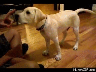 It's also one of the most fun things you can do with your Labrador.