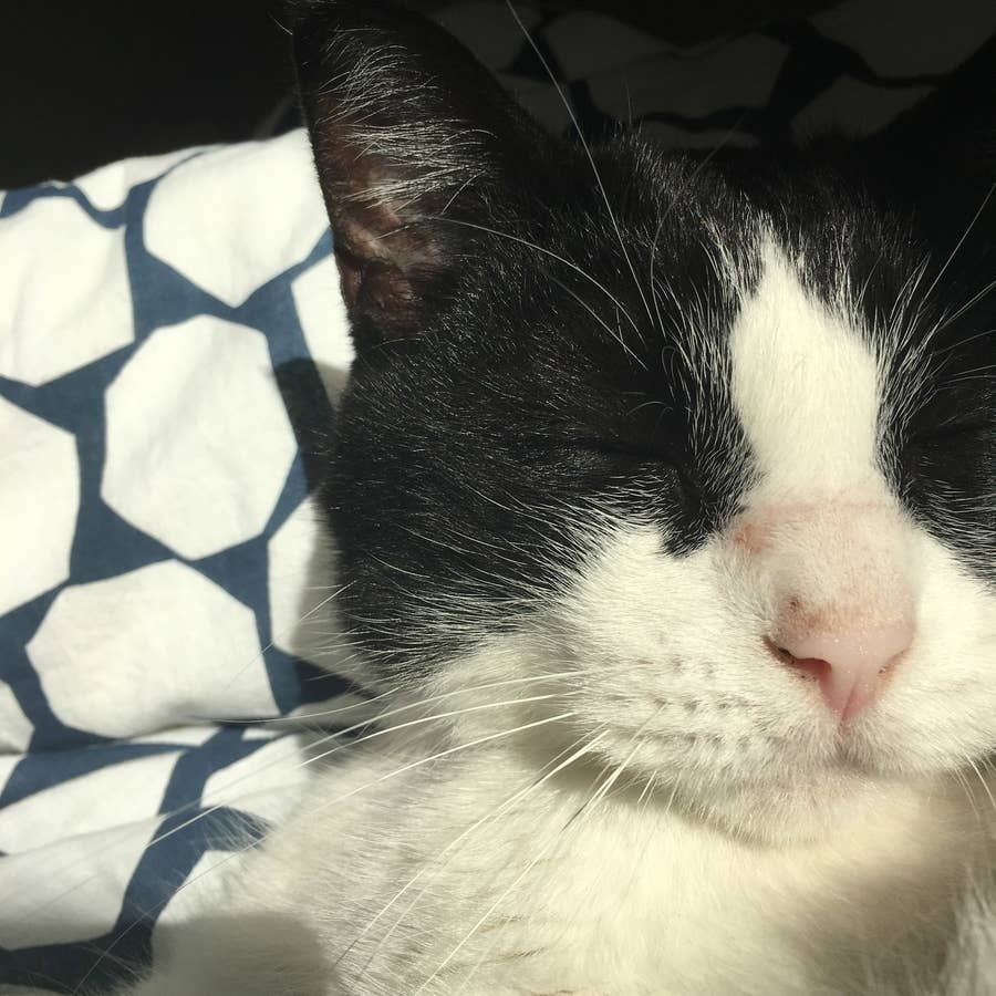 black and white cat sleeping