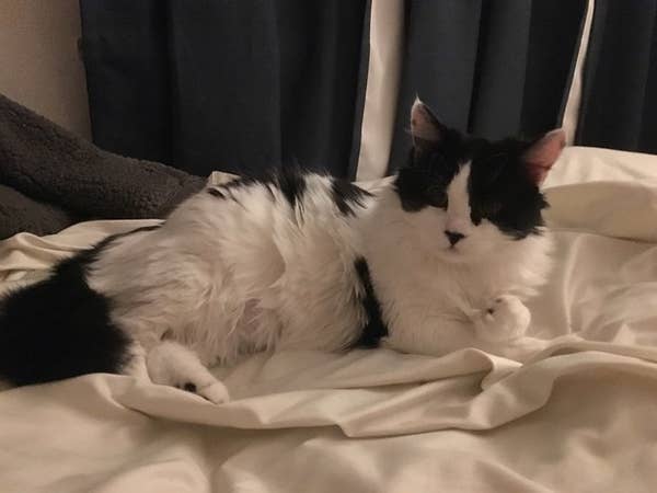 54 Pictures That Will Make You Want A Black And White Cat Immediately