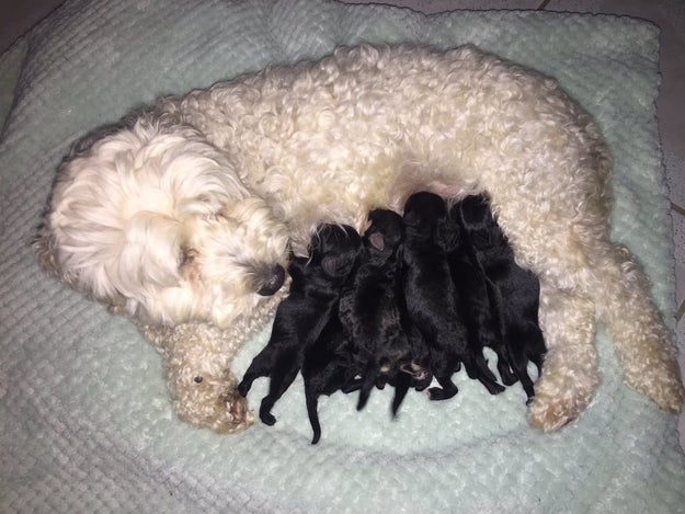 Mocca recently gave birth to a litter of adorable, healthy pups. However, Arguello and her family were confused when one after another, the puppies came out with different, dark shades of fur.