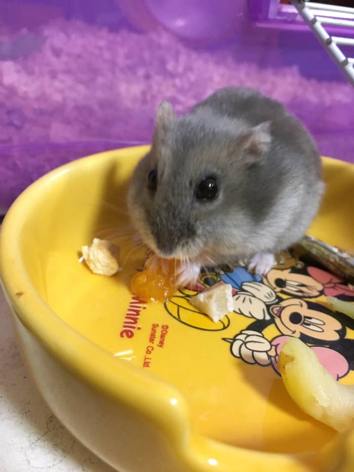 ハムスターが煮干しを鬼ガンバって食べてる姿がぐうかわ