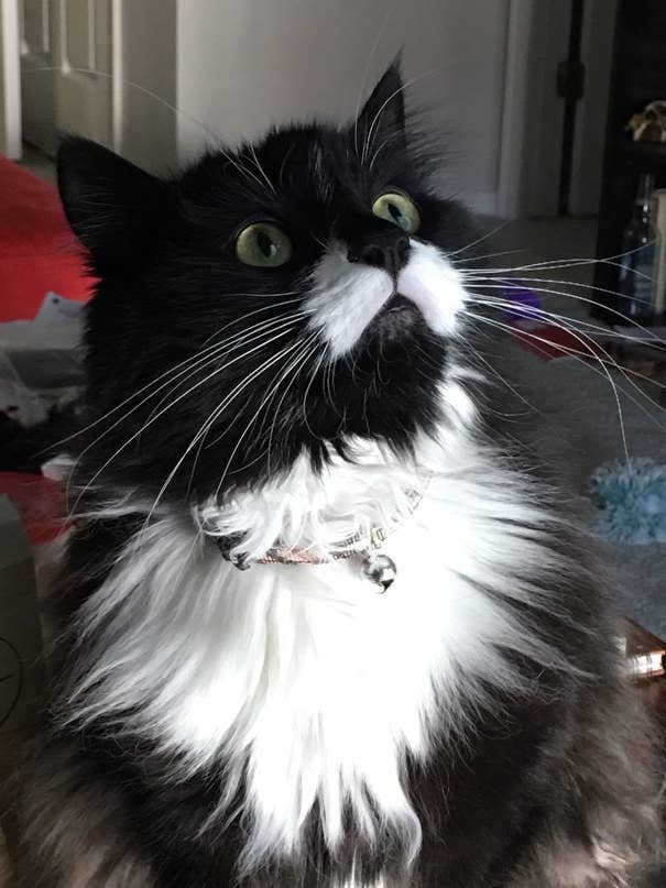 54 Pictures That Will Make You Want A Black-And-White Cat Immediately