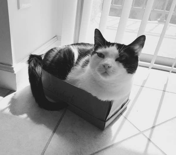 54 Pictures That Will Make You Want A Black And White Cat Immediately