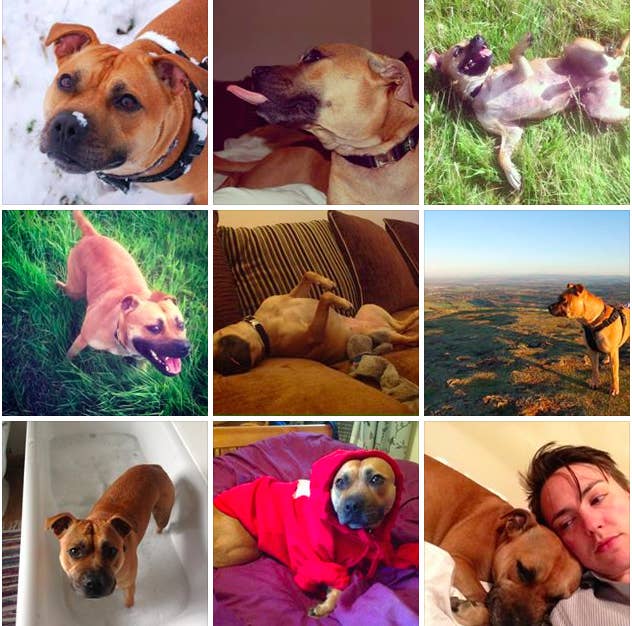 Show Us The Cutest Or Funniest Thing Your Staffie Has Ever Done