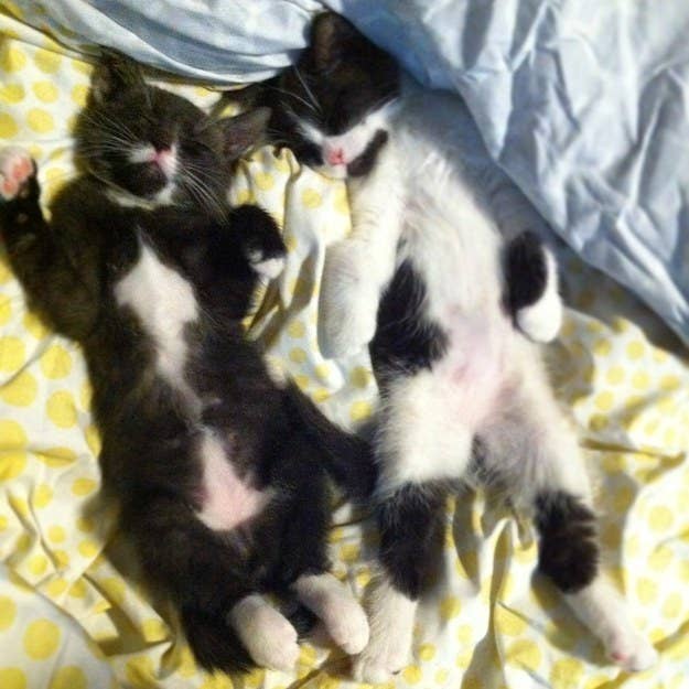 cute black and white cats