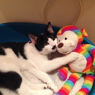 54 Pictures That Will Make You Want A Black-And-White Cat Immediately