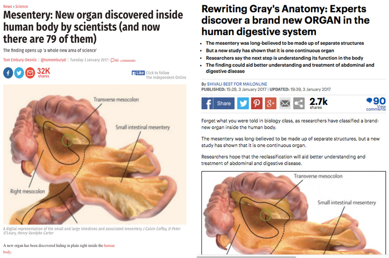 A New Organ Has Not Been Discovered In The Human Body
