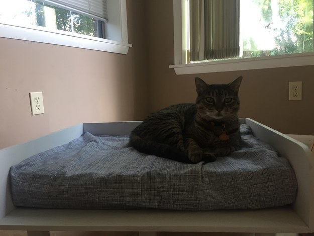 Kitty