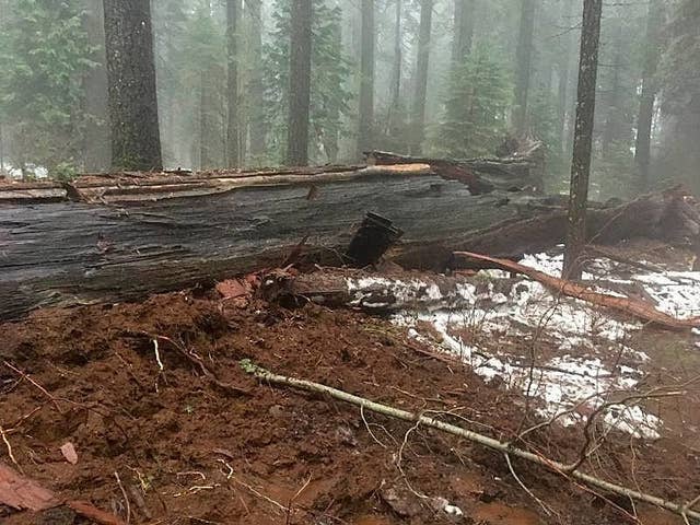 Iconic California Tunnel Tree Toppled During Powerful Storm