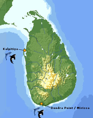 It’s time to leave the comforts of your galle villas, and head to the south for some whale watching! If you’re staying at a property in the south such as Mosvold Villas, head over to Mirissa for some whale watching off! The sunny town of Kalpitiya is another great place for marine safaris!