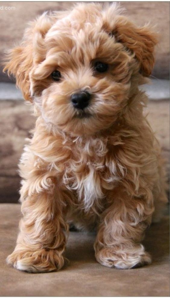 The Maltipoo is a popular example of a designer cross breed dog