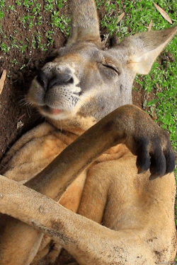 Since lack of sleep can lead to obesity, sleeping all the time should lead to weight loss, right? That's the idea behind The Sleeping Beauty Diet, which uses sedation to curb food cravings. What could go wrong? Y'know, besides drug addiction and death?