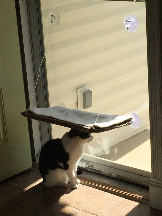 猫たちが本当に楽しそうな非常にマヌケなこと21