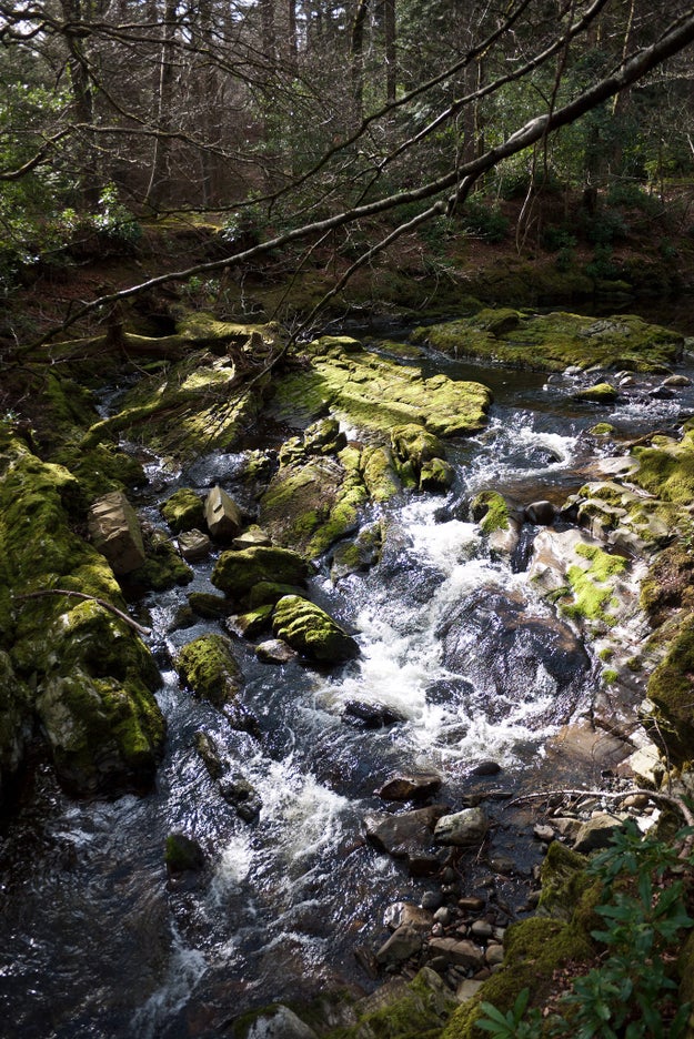 Tollymore forest park, County Down
