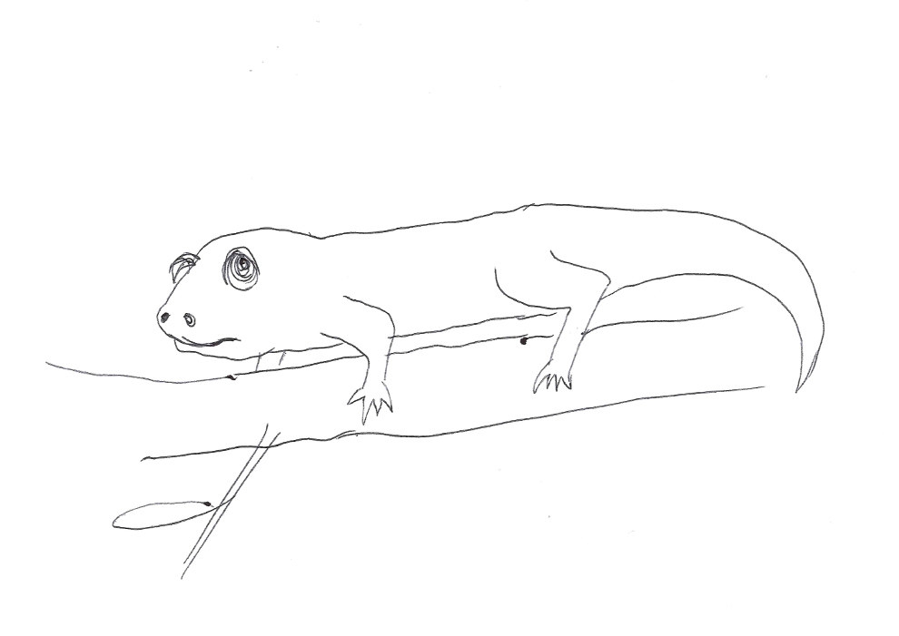 18 People Try To Draw A Chameleon From Memory