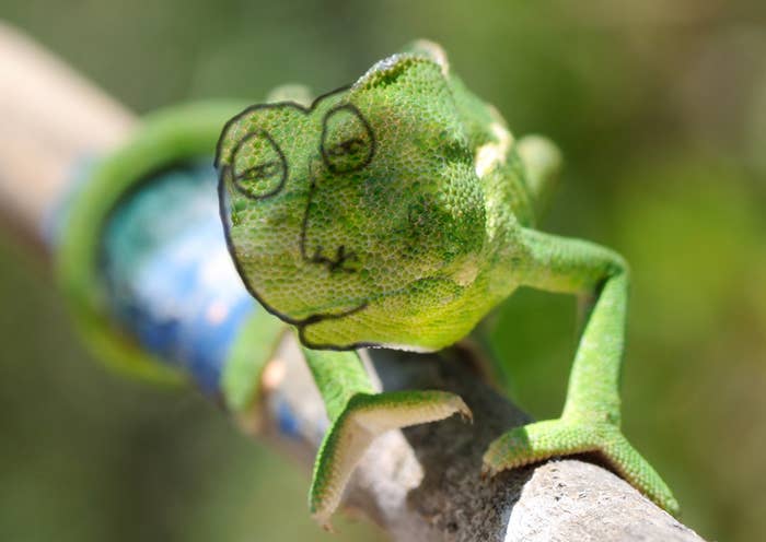 18 People Try To Draw A Chameleon From Memory