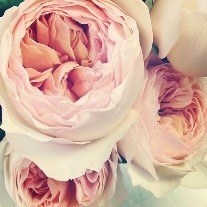 This is the Juliet rose introduced in 2006 by David Austin at RHS Chelsea flower show. A unique rose taking 15 years and £3 million to produce. It has soft peach and apricot petals with light tea rose fragrance. Prced at: £90Available: https://www.interflora.com.au/blog/post/worlds-most-expensive-flowers