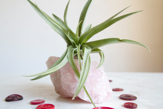 The best part about this, aside from it being adorable, is that it's an air plant so you don't have to water it. Perfect if you want a little green without any of the work. $30 on Etsy.