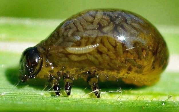 This transparent little nope is just...nope: