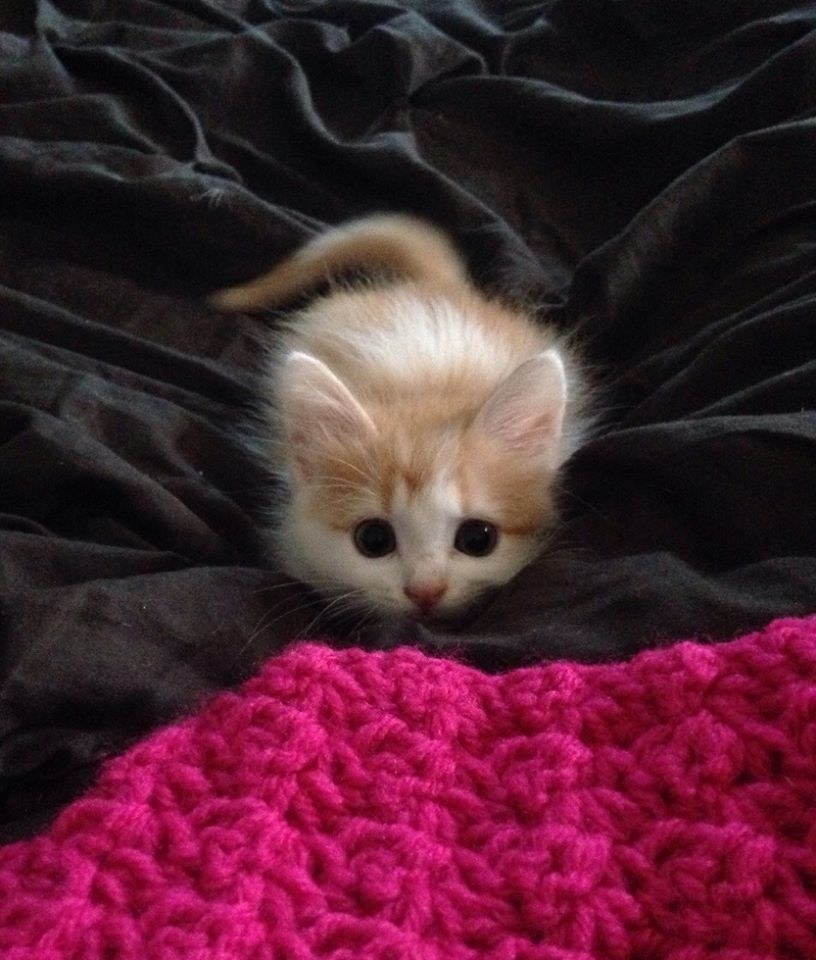 19 Insanely Cute Kittens Who Just Don T Know Any Better
