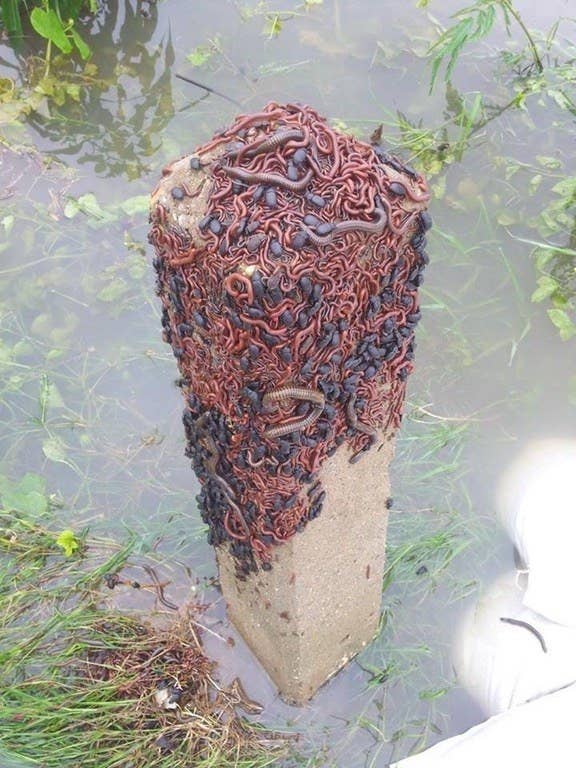 背筋が凍りそうな閲覧注意な写真 たくさんある