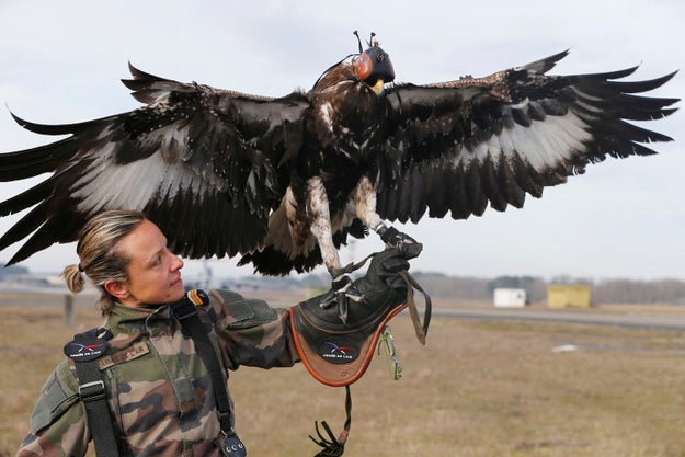 Did you know that France is training eagles to fight drones? Because they are and it's really cool and it's something about which you should know.