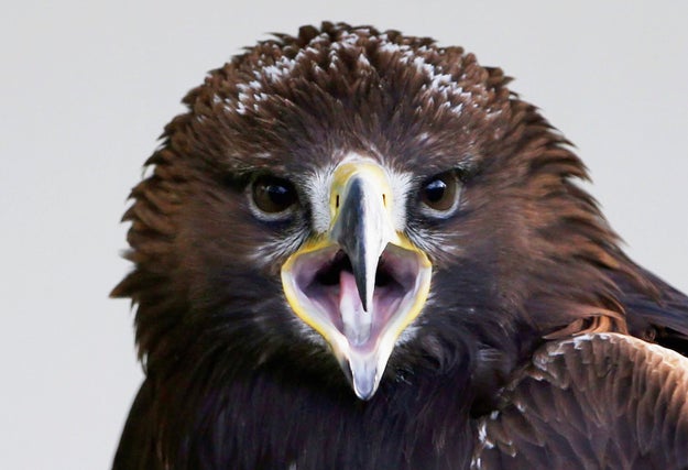 Taking a page from America's awesomely patriotic playbook, the French military is harnessing the power of screamin' eagles to do battle with the Rooskies.