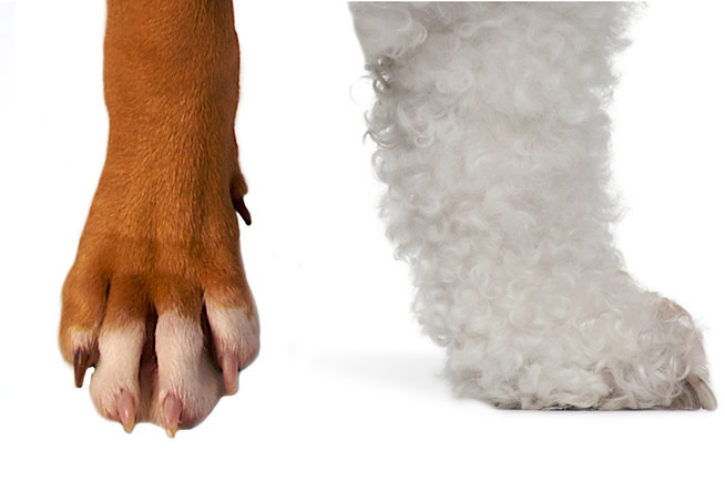 can you tell how big a dog will be by their paws