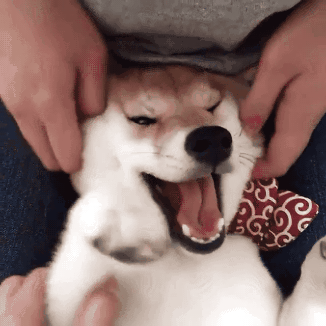 チャーミーさんはinstagramの他に、Twitterでも見ることができます。最高〜〜!!