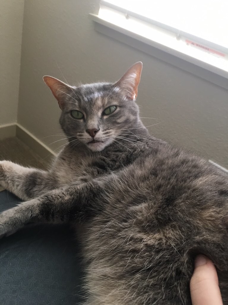 People Are Going Nuts Over This Ugly Cat After Her Owner Shared