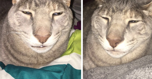 Unflattering pictures of cats